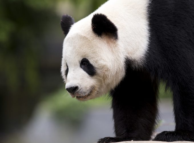 Wallpaper panda, cute animals, 6k, Animals 84100878